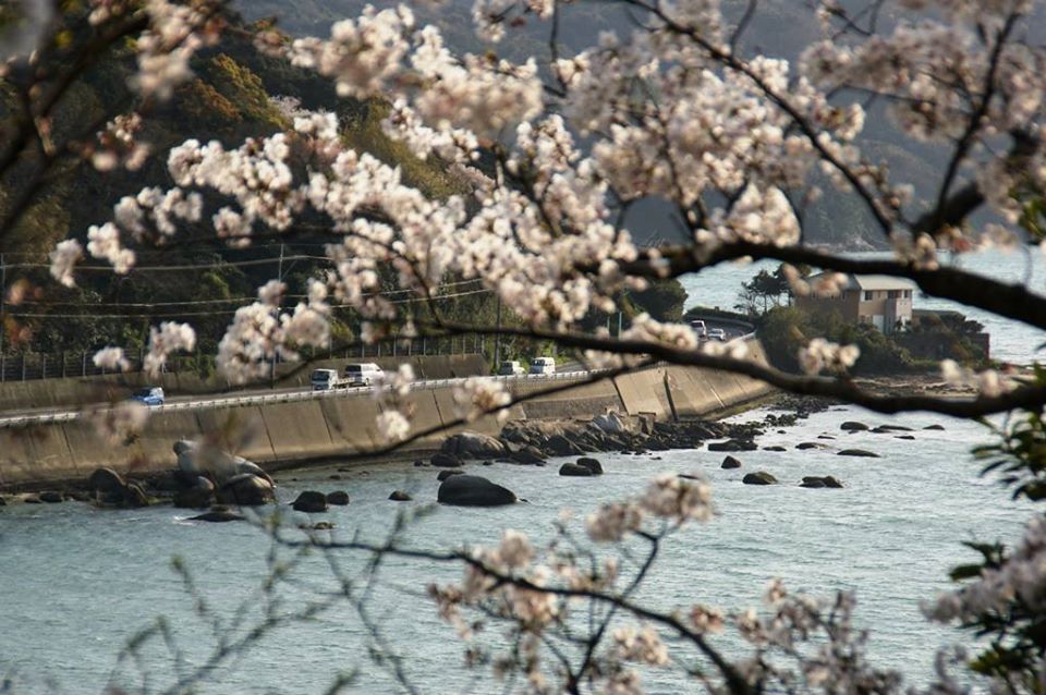 加布里公園から箱島の海岸　桜