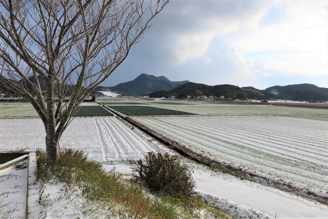 桜野の雪景色
