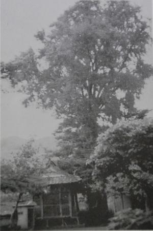 大法寺老銀杏の画像