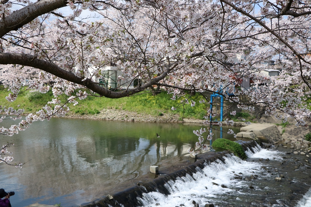 池田川沿いの桜1