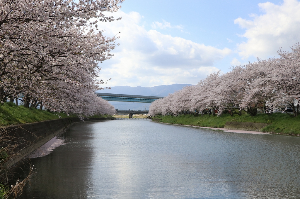 池田川沿いの桜2