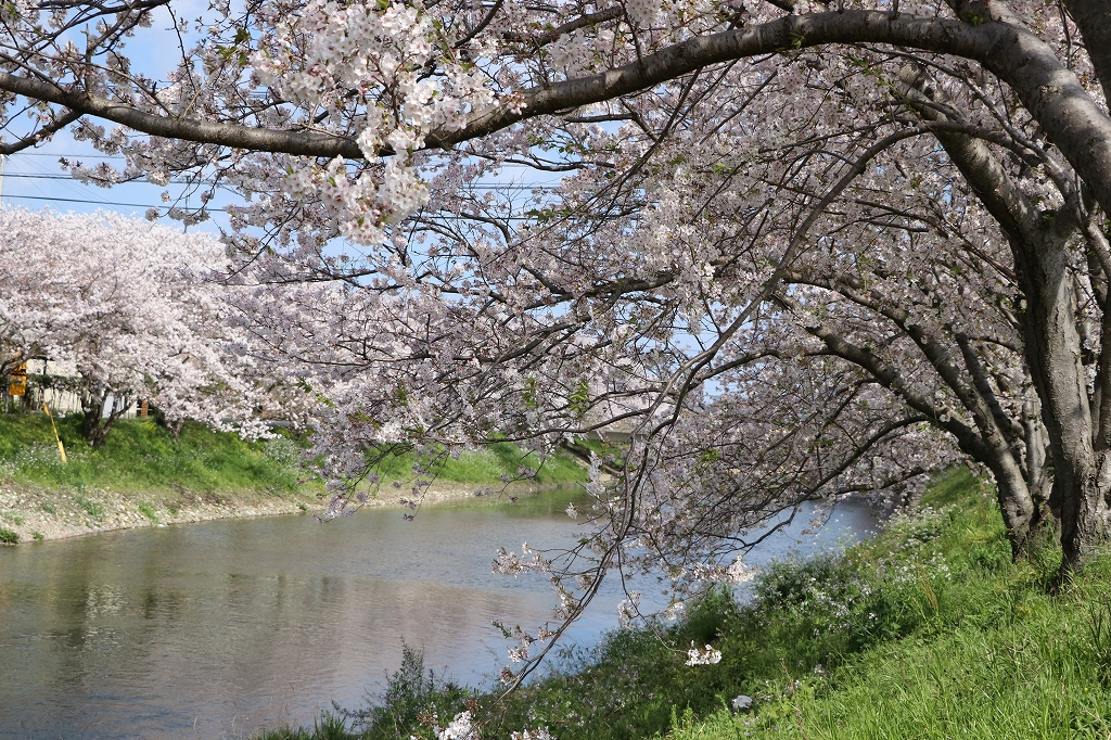 池田川沿いの桜3
