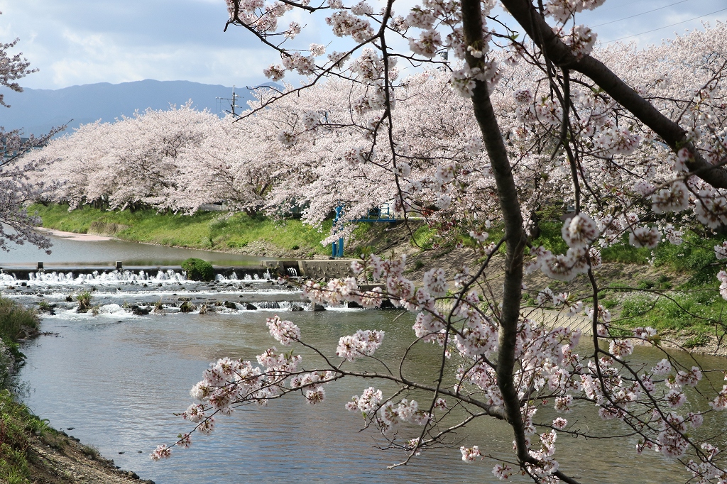 池田川沿いの桜4