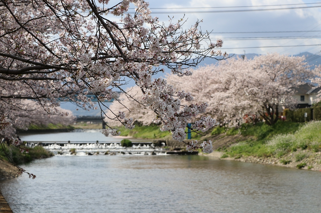 昨年の池田川の桜の画像1