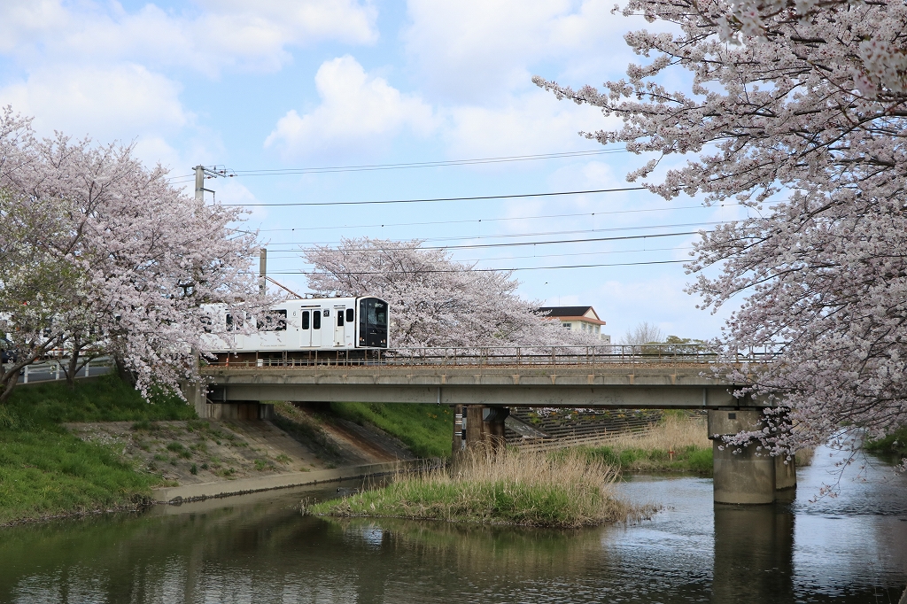 池田川沿いの桜5