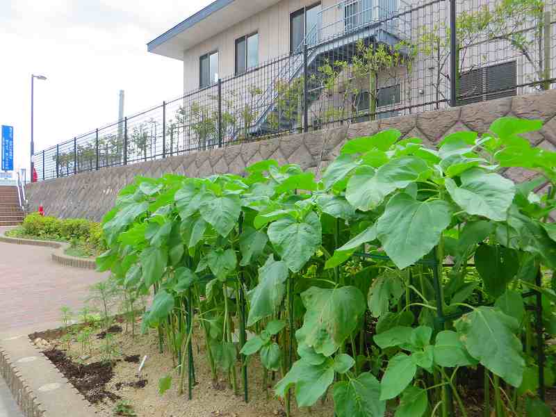 R4ひまわり6月-1