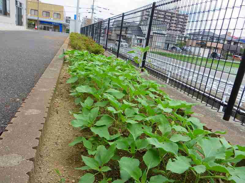 R4ひまわり6月-2