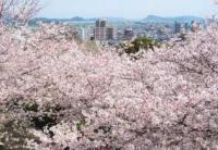 笹山公園の桜