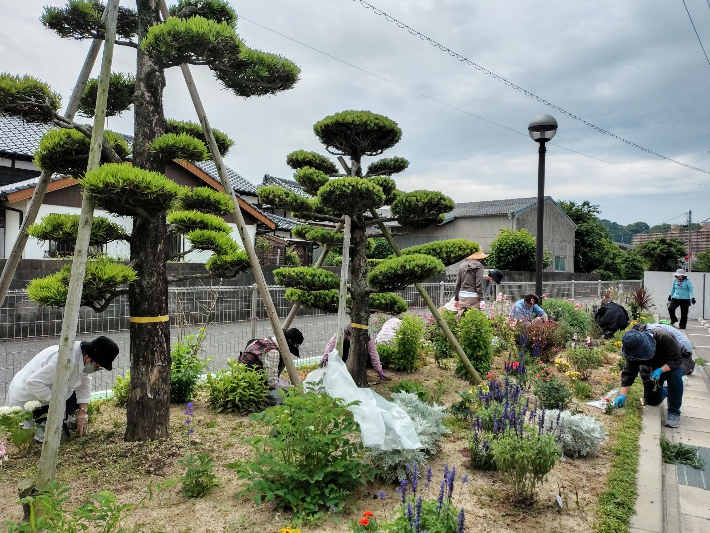 6月花壇１