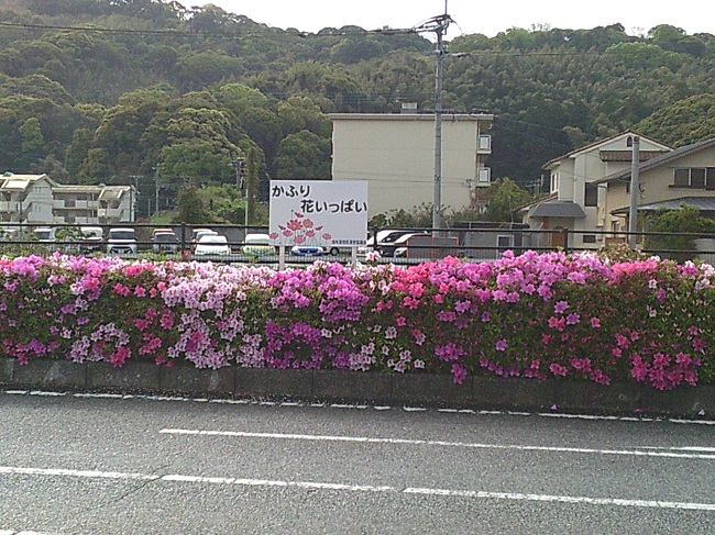 花いっぱい運動の写真