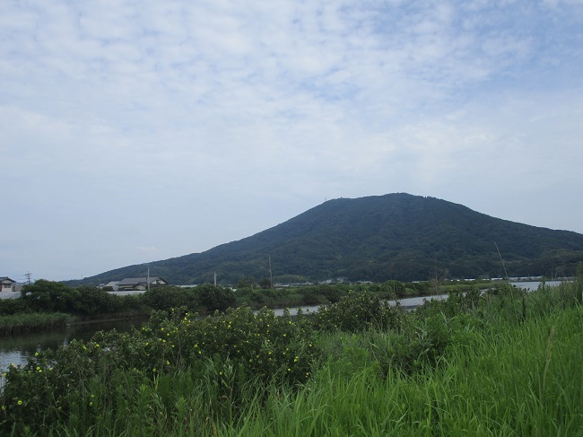 R7.8ハマボウ