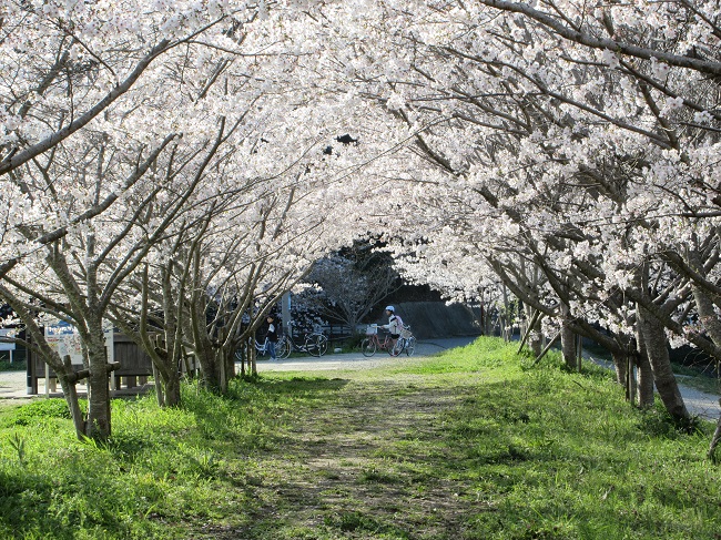 R8.4かふりんパークの桜トンネル