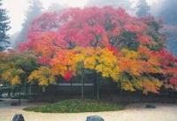 雷山千如寺の大楓の画像