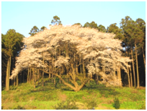 松国の桜