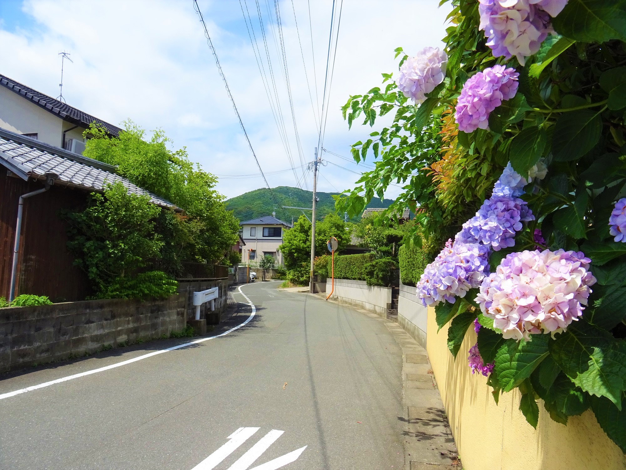 ひかりが丘　住宅街と紫陽花