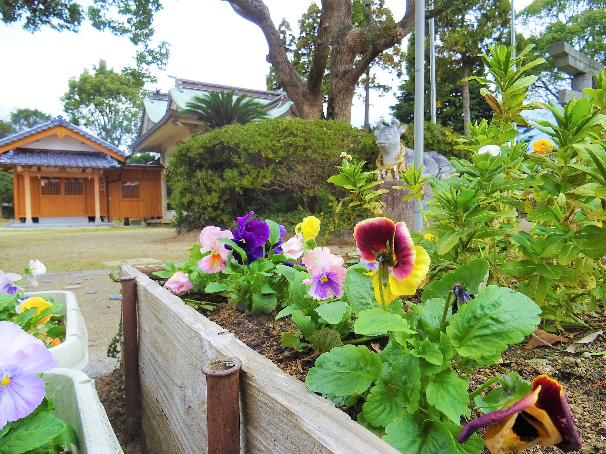 吉田　吉田神社の花と境内