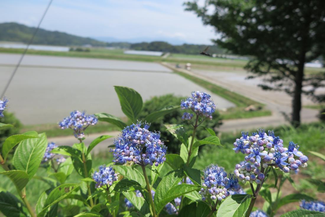 令和2年　桜野アルバム　6月号