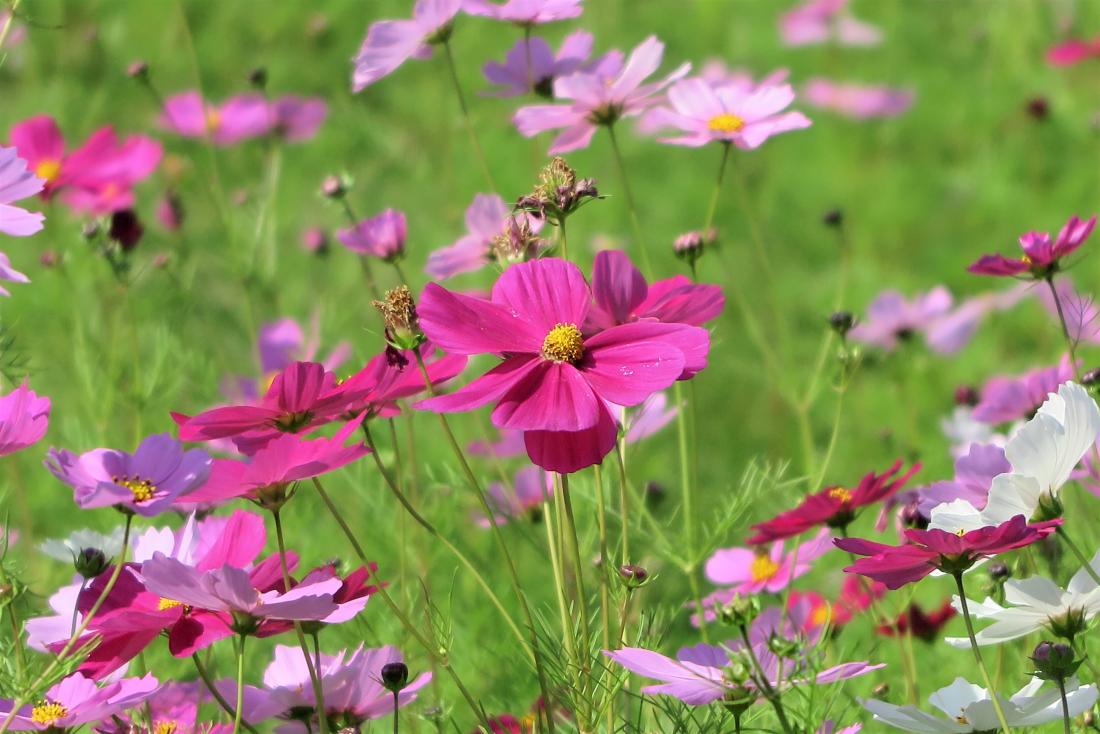 コスモスの花