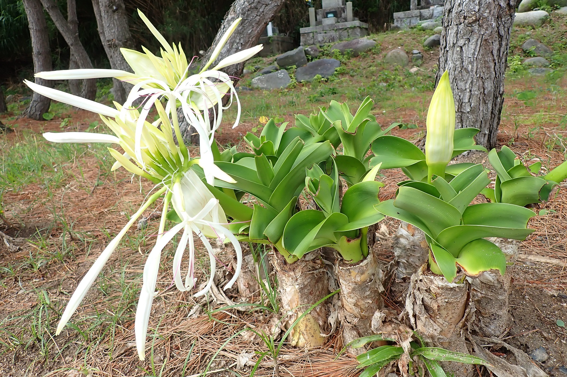 はまゆうの花