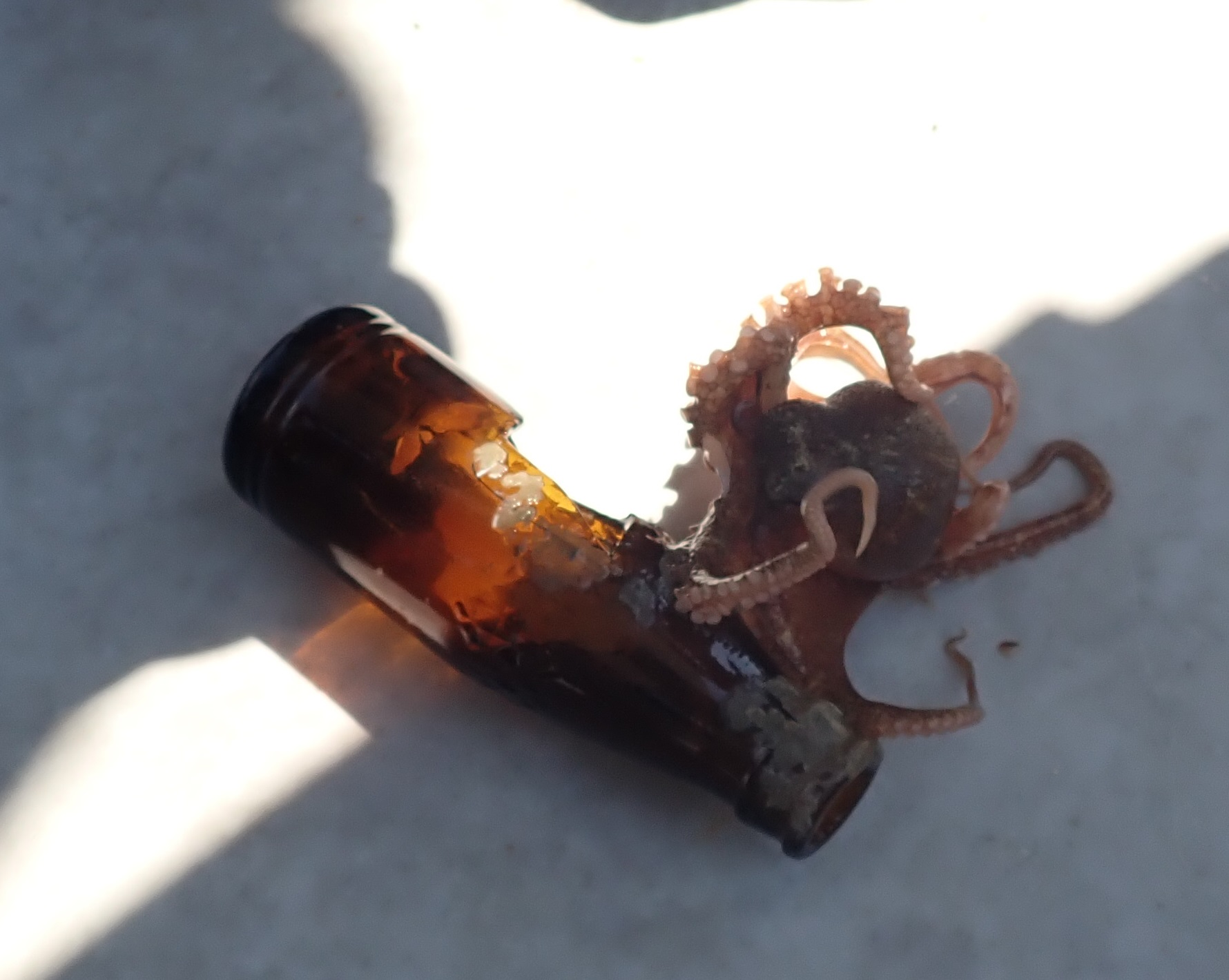 tako1.jpg