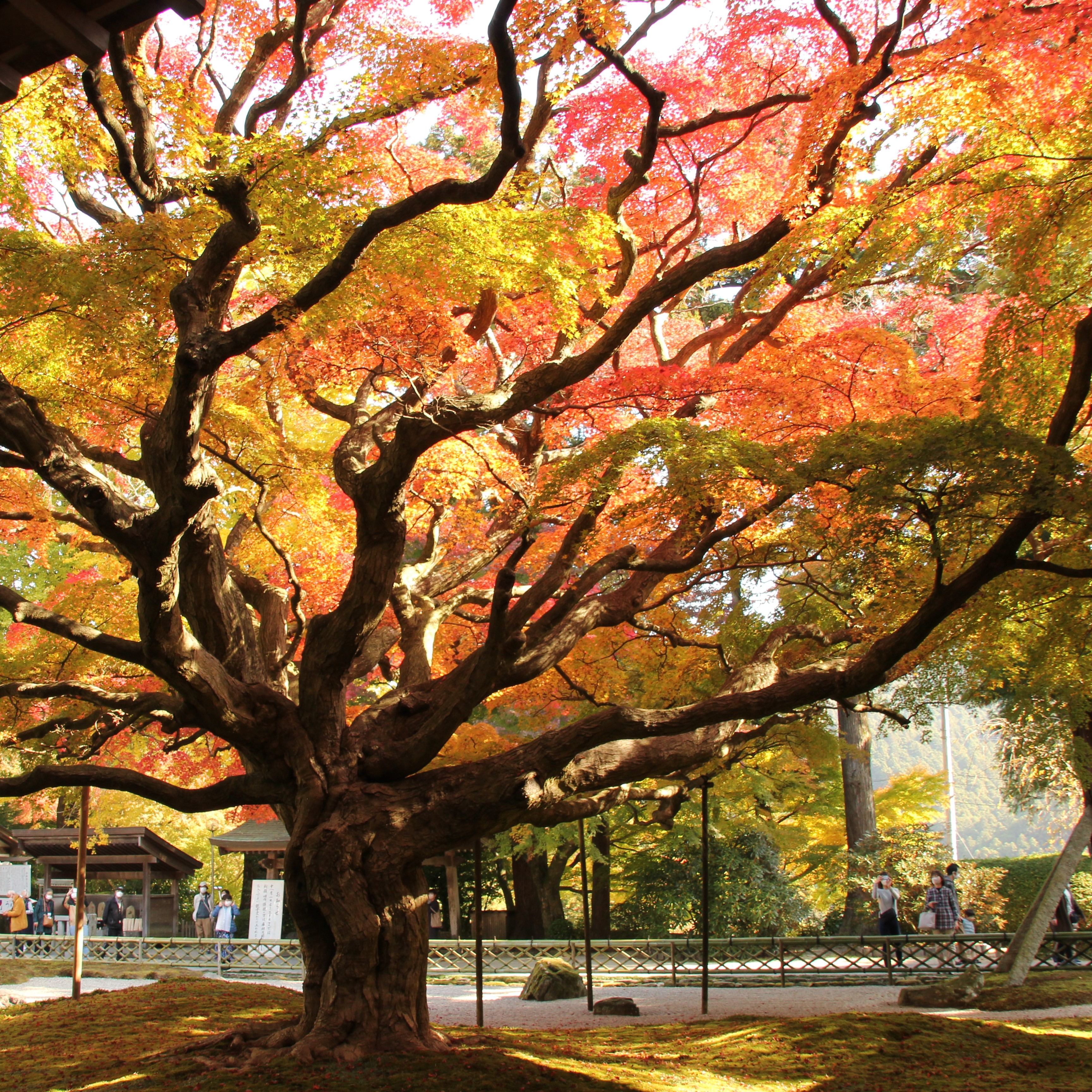 雷山千如寺　紅葉の画像