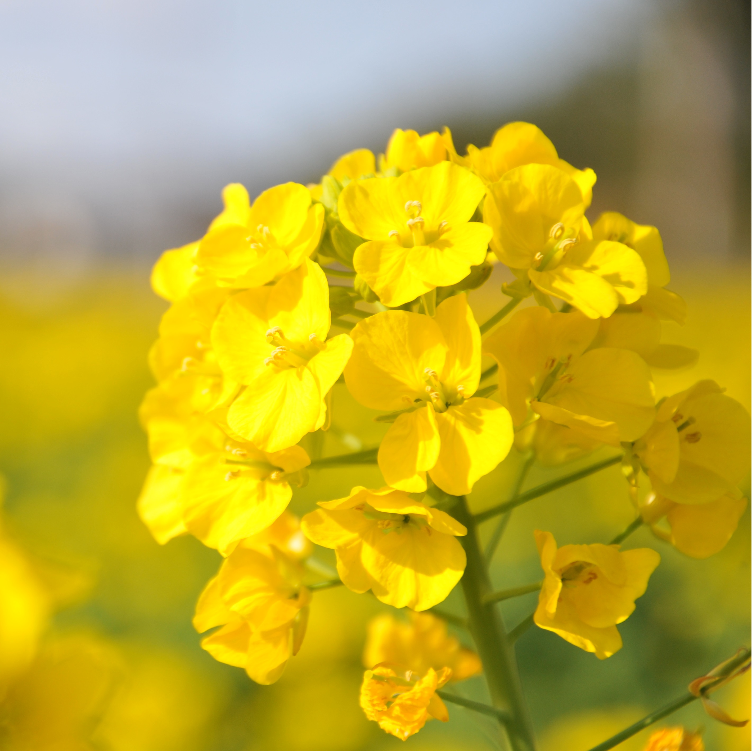 菜の花イメージの画像