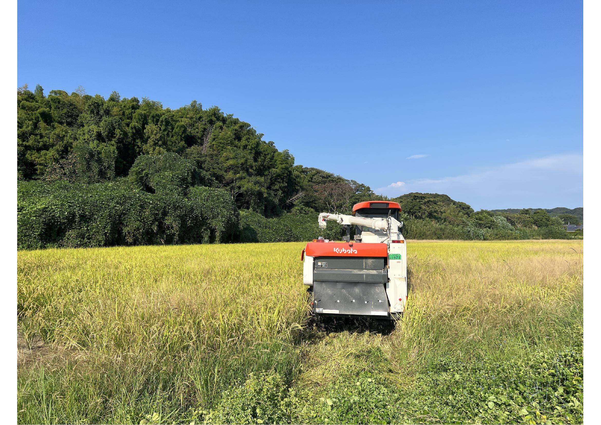 コンバインが田んぼに入り、稲刈り開始