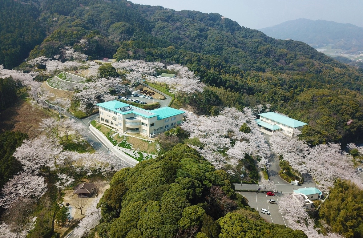 満開の桜が敷地全体を彩る、糸島屈指の桜の名所