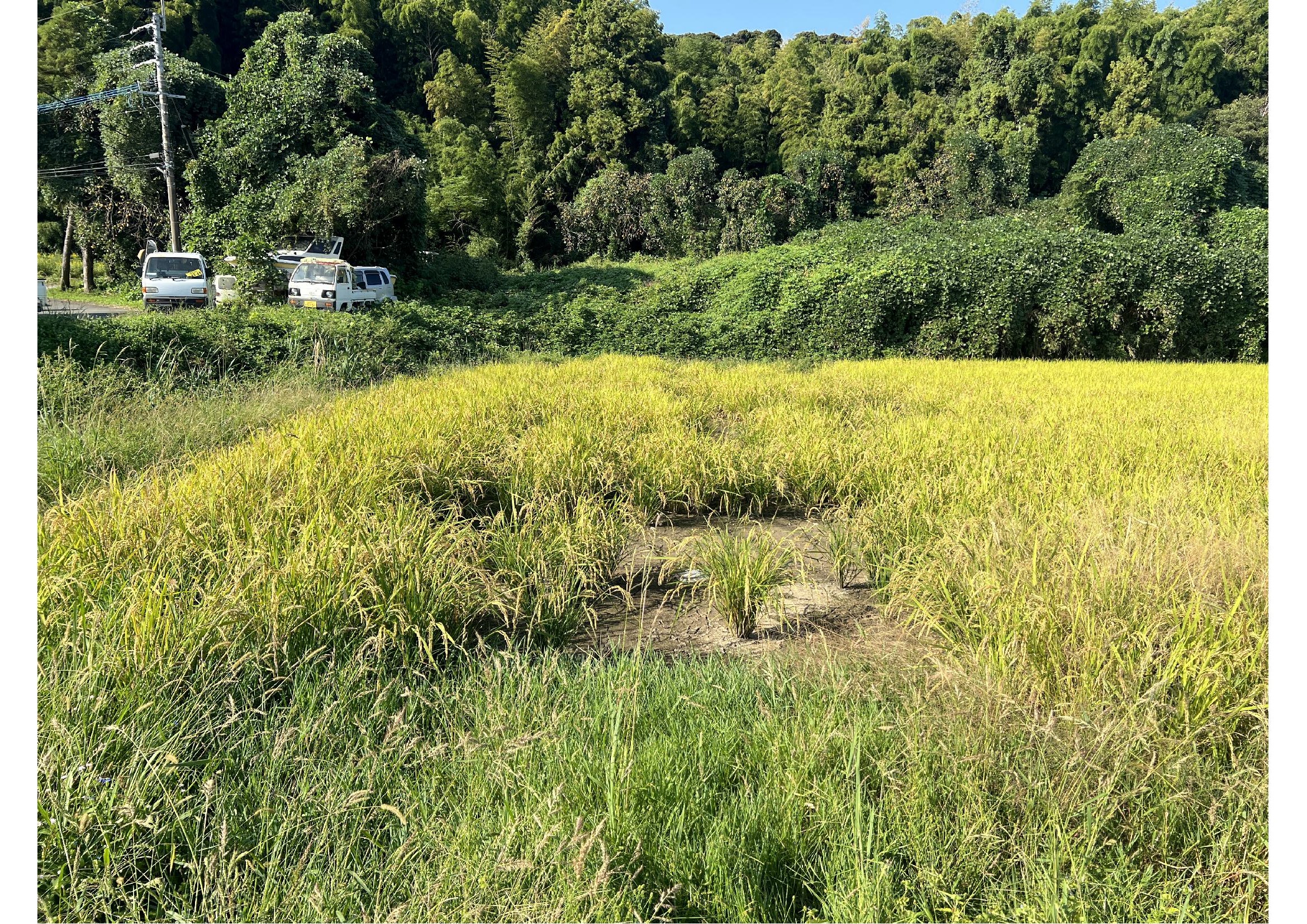 タニシに食べられて田んぼにあいた穴