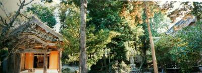 白山神社のナギ