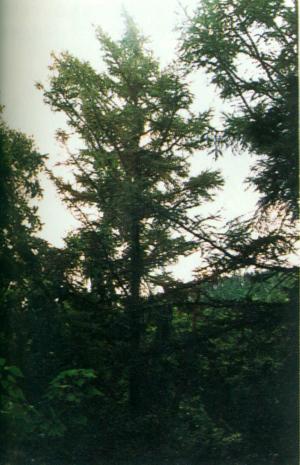 須田野のカラマツ林
