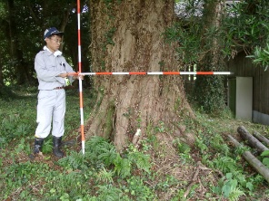 十六天神社のマキの写真