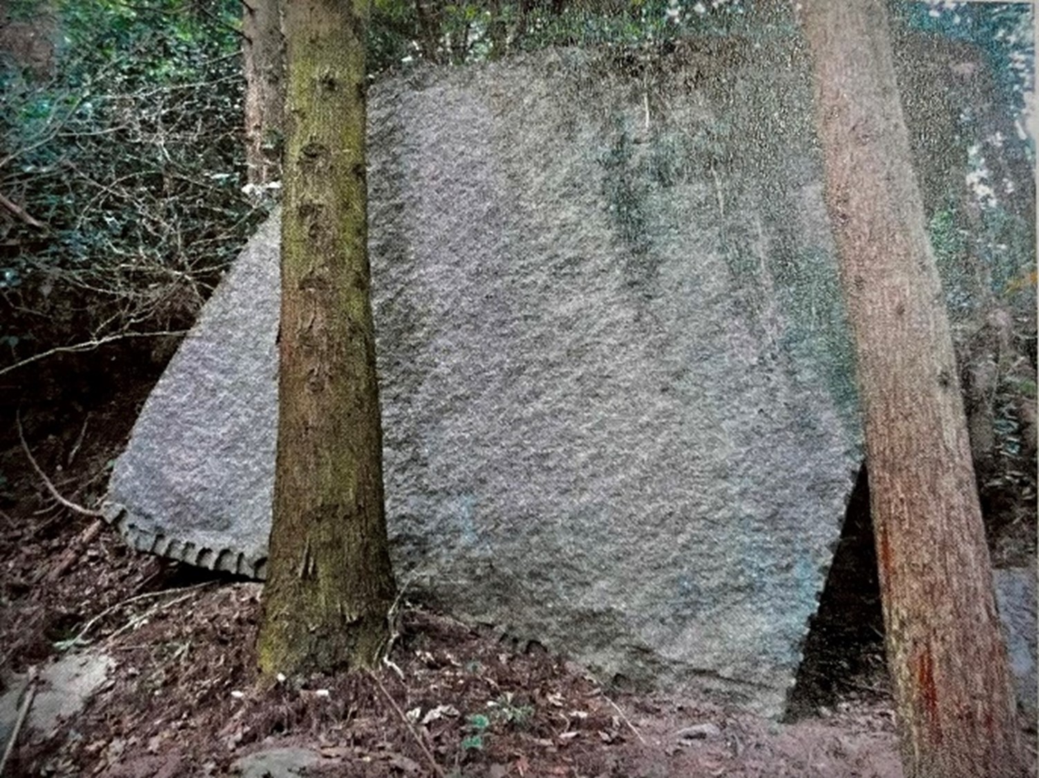 の画像