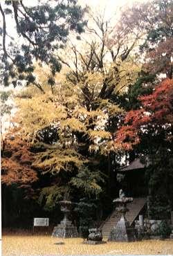 雷山神社の公孫樹