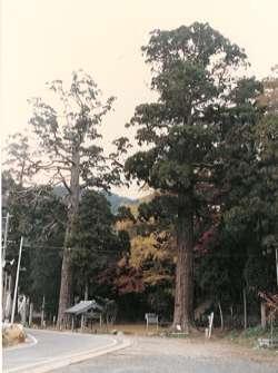 雷山の観音杉