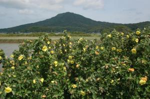 ハマボウと可也山の画像