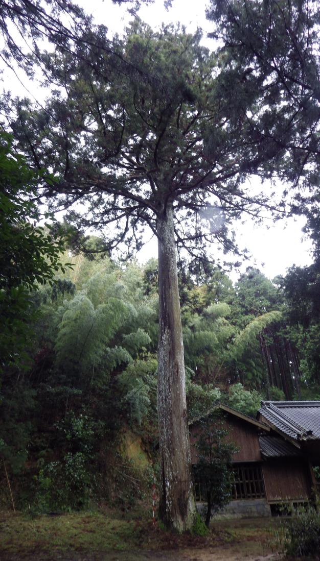 熊野神社の大スギの画像