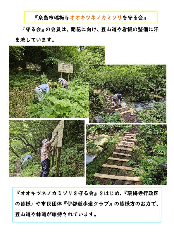 オオキツネノカミソリ 活動写真