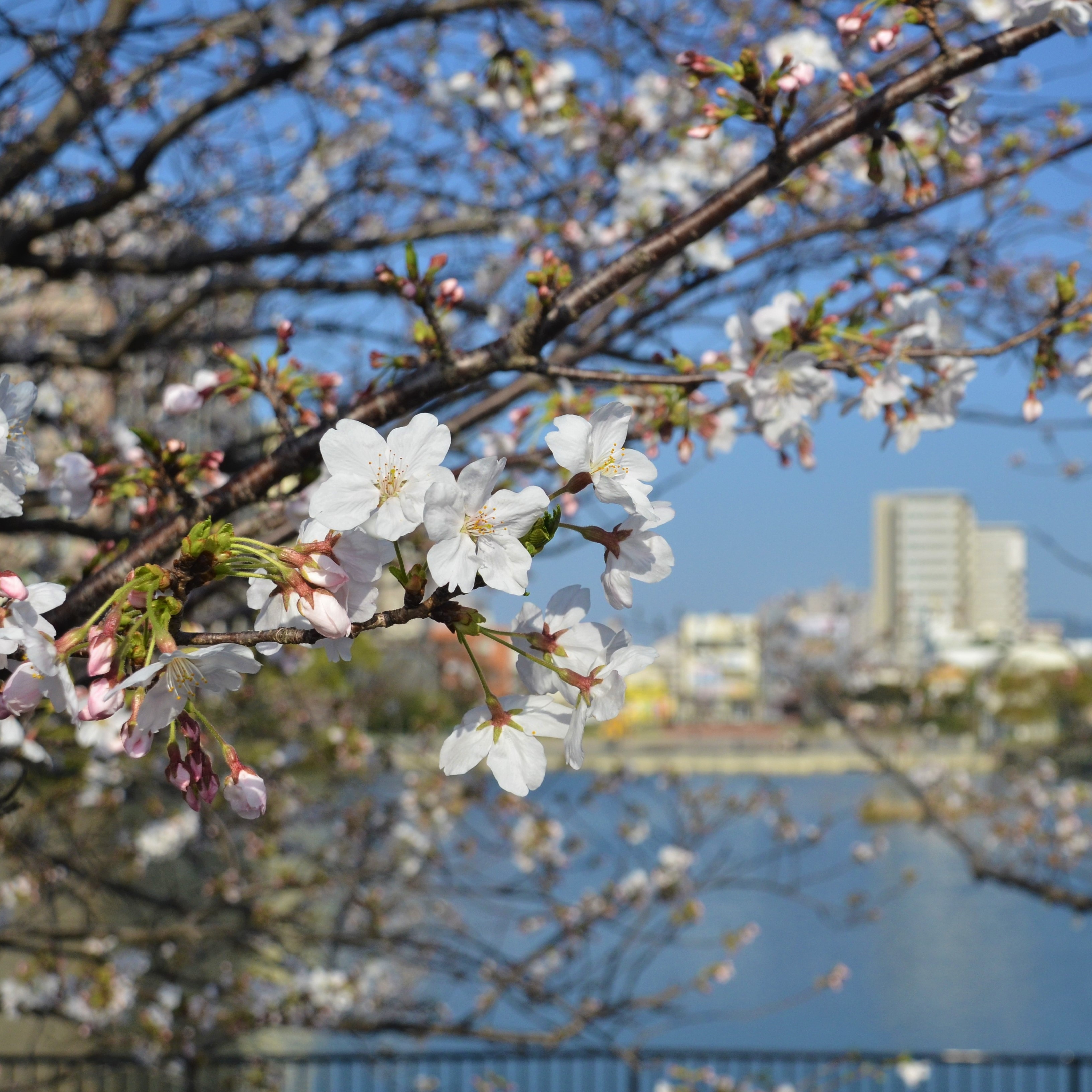 桜の画像の画像